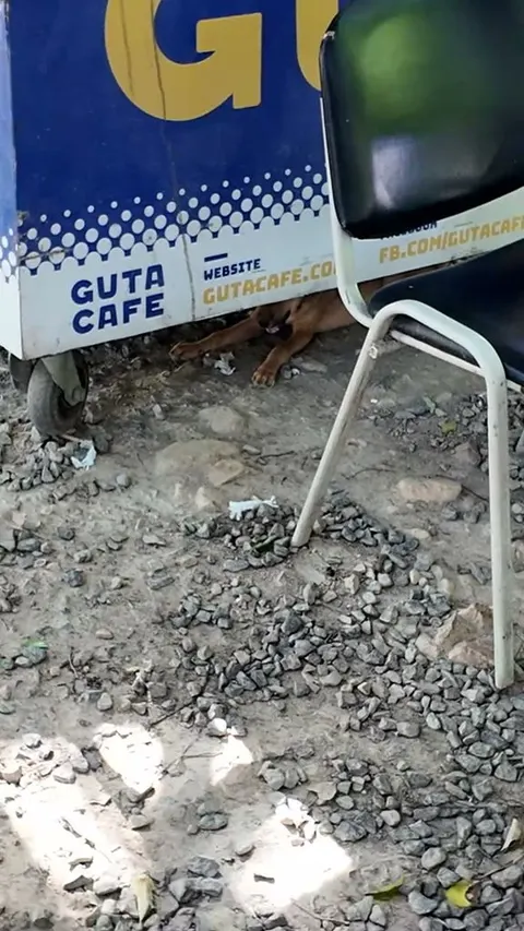 Dog lying on gravel in the shade under a blue and white drinks cart, white plastic chair beside it