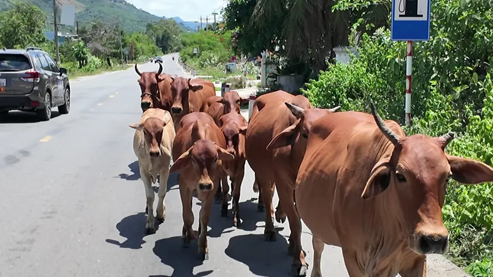The cows took the road on the way to Suoi Dau