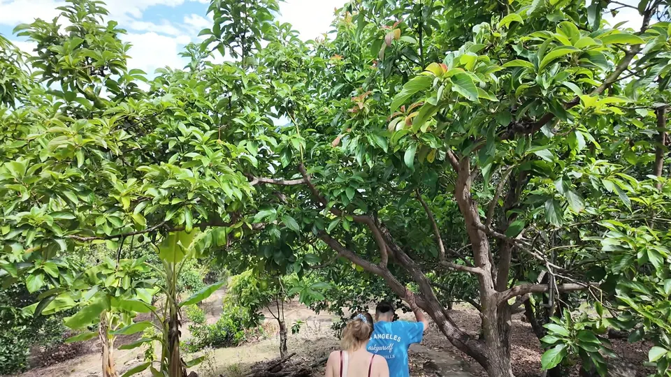 Two people walking away through low fruit trees with large leaves